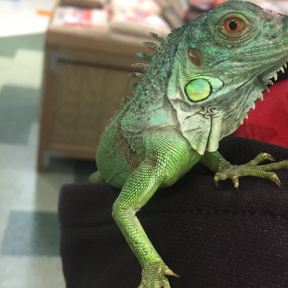 Meet your Posher, Mitzi - Picture 1 of 1